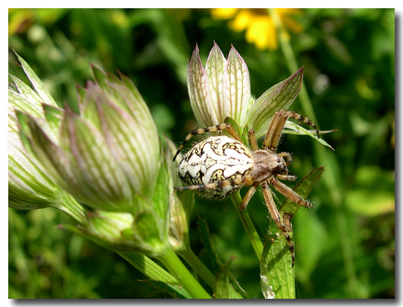 Ragni friulani:  sono Aculepeira ceropegia